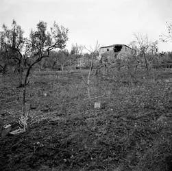 Minefield near the top of Licolle Ridge, c.1944